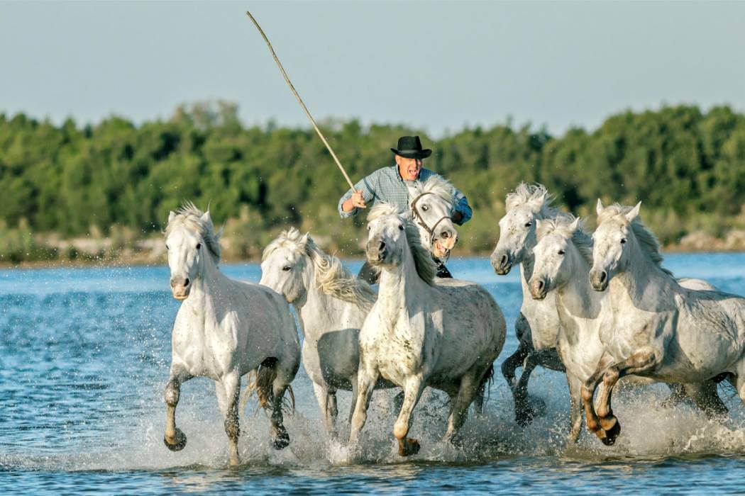 Camargue